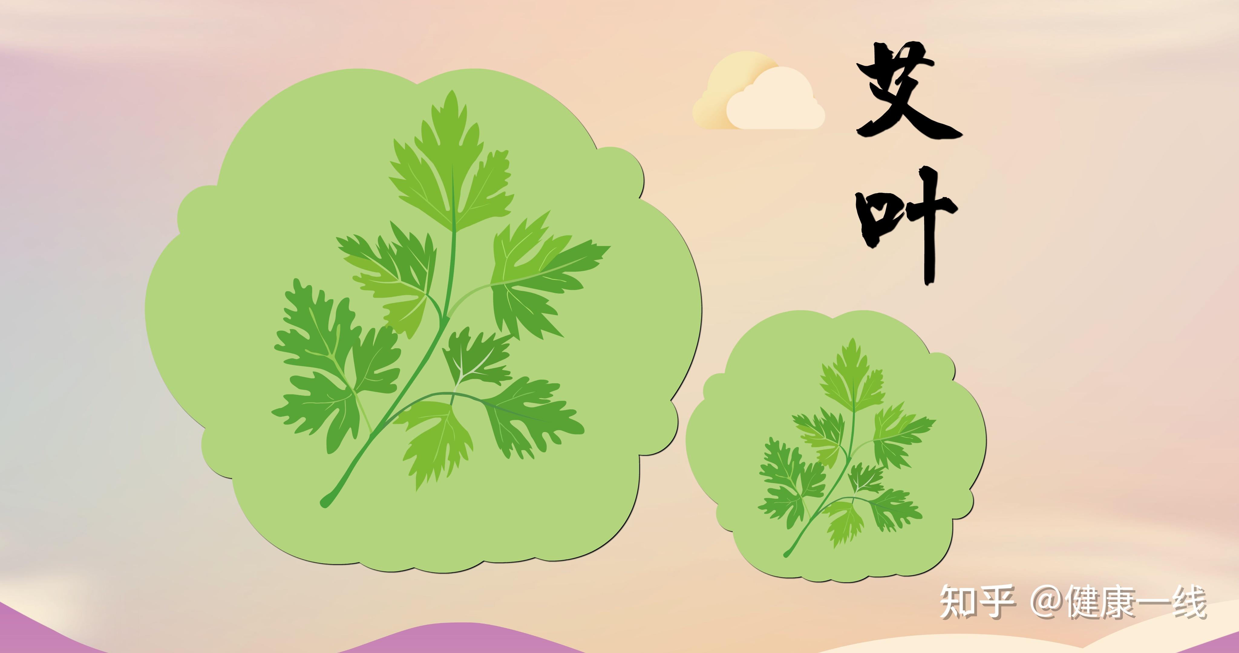 艾叶的功效与作用