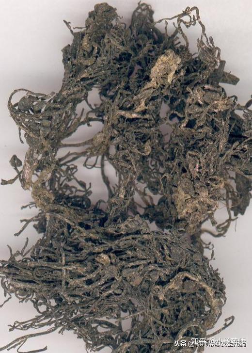 紫菜,裙带菜,石花菜等)的功效和中药"海藻"(海蒿子,羊栖菜)基本相同