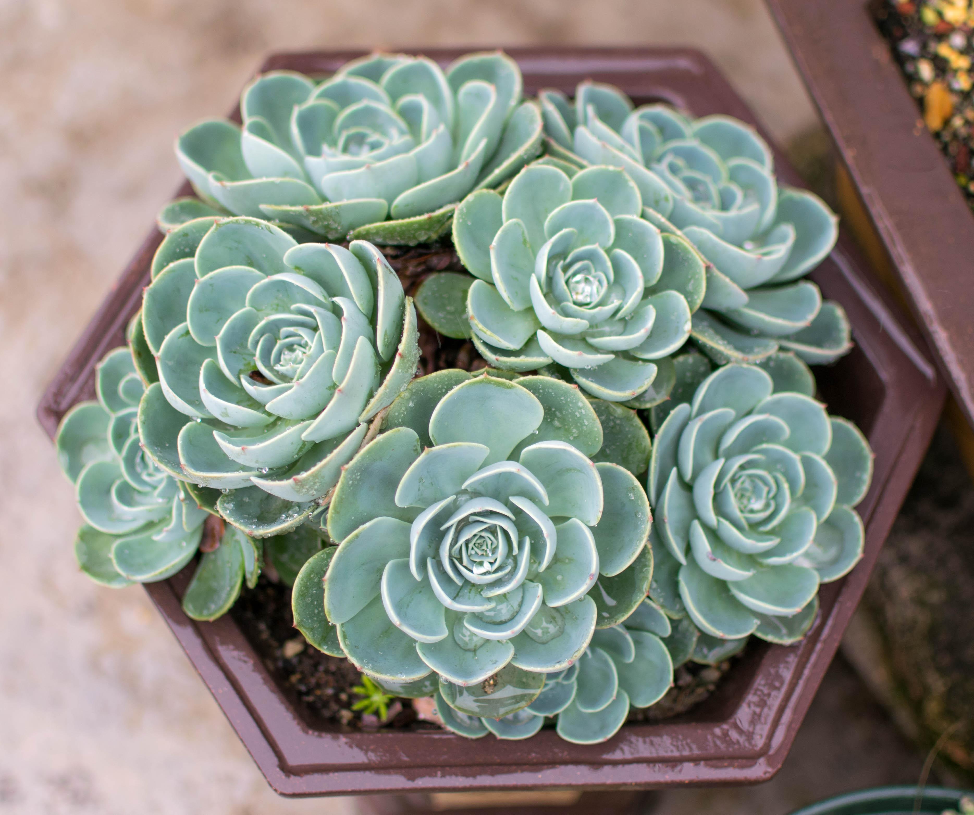 玉蝶种植日志及一些经验