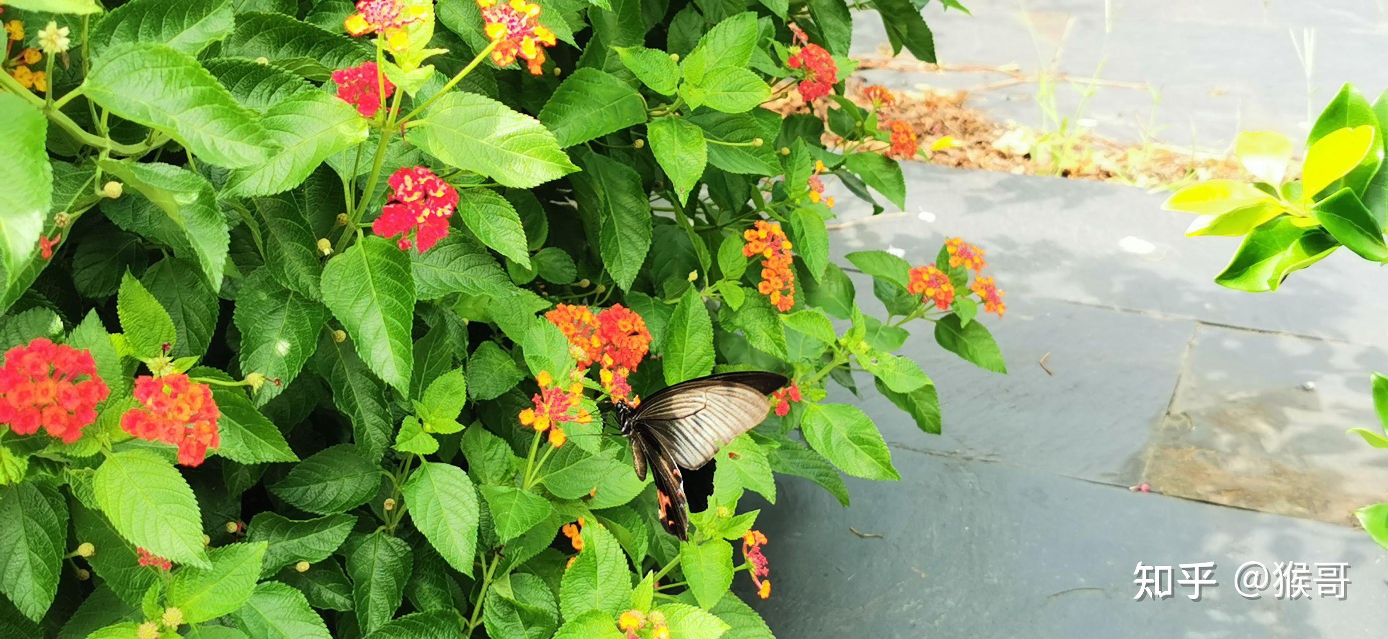 藍鳳蝶(papilio protenor cramer)是鳳蝶科鳳蝶屬的