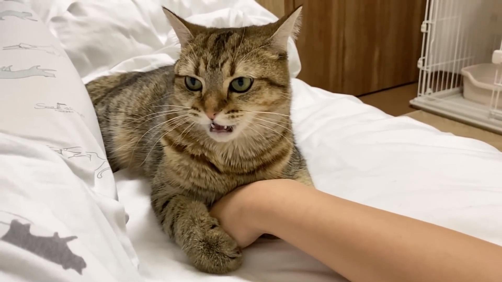 睡眼惺忪的猫咪对着屏幕打哈欠伸懒腰…打开声音感受奶音的暴击!