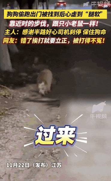 狗狗偷跑出去玩,主人凌晨一点多找到狗后连扇17个巴掌,狗子心虚:我知道错了... - 知乎