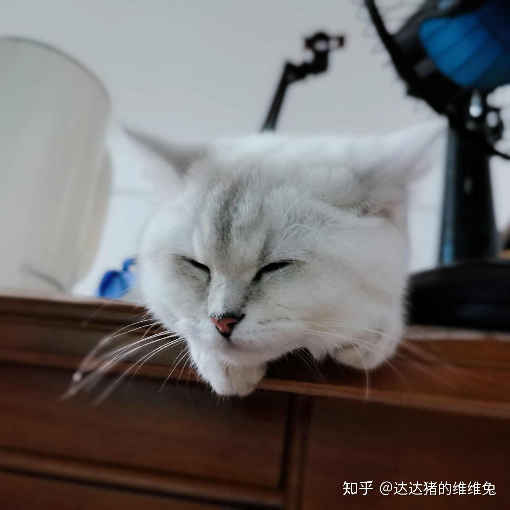 可以分享一张你们家猫咪最好看的照片吗?