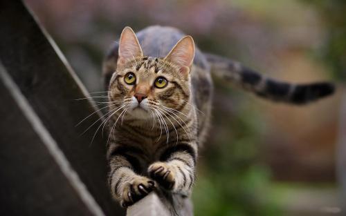 猫被毛花色的遗传规律 武汉恋上猫舍整理 知乎