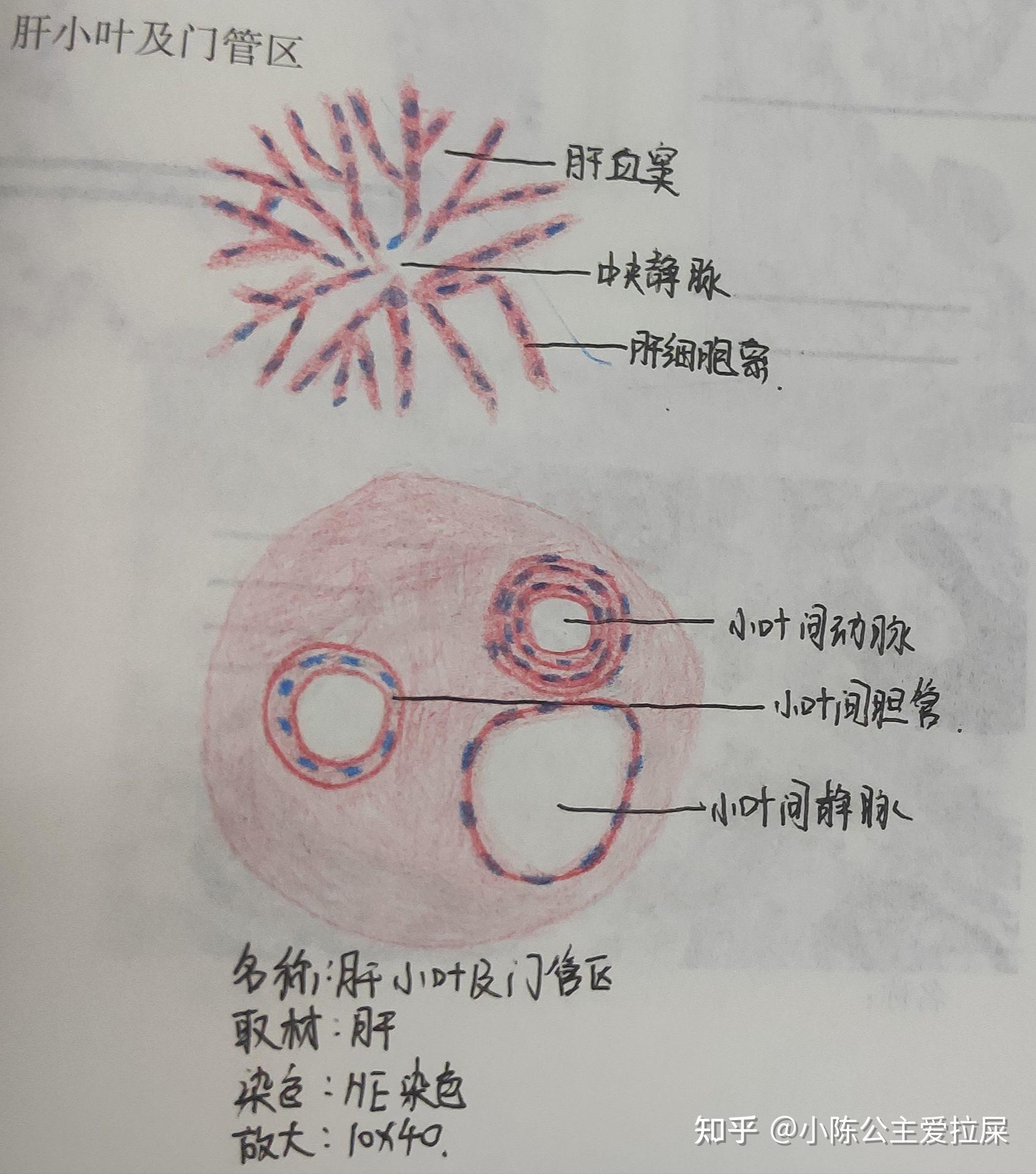 肝门管区手绘图及标注图片