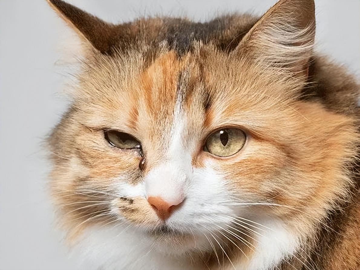 猫咪脸上总是有泪痕,该怎么解决? 