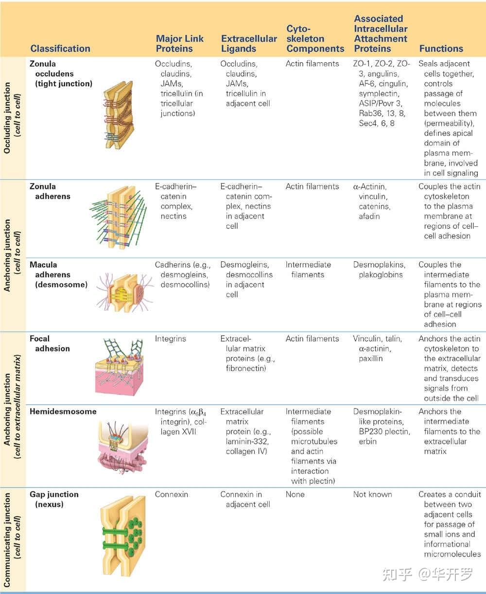 EPITHELIAL TISSUE 上皮组织 - 知乎