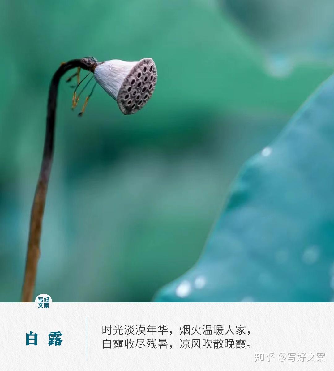 原创白露文案,句句唯美惊艳 - 知乎
