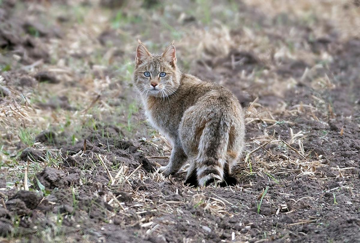 祁连山出现神秘"野猫",久居高山荒凉地带,能用计谋捕捉鼢鼠 - 知乎