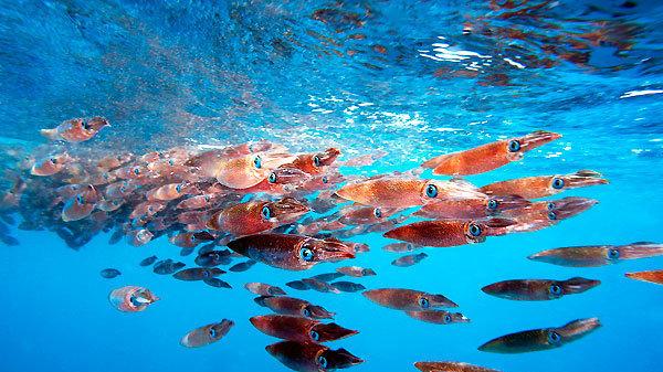 优享资讯 为何章鱼没有先于人类进化成智慧生物