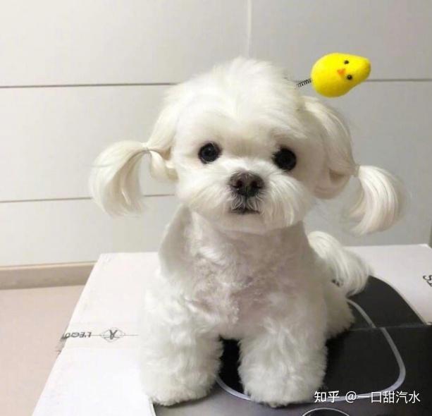 馬爾濟斯犬怎麼樣好養嗎