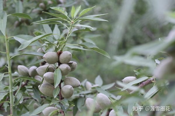 如何正确选择扁桃苗木？扁桃树苗价格多少？ - 知乎