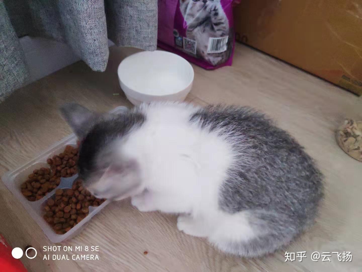 一米猫咪成长记