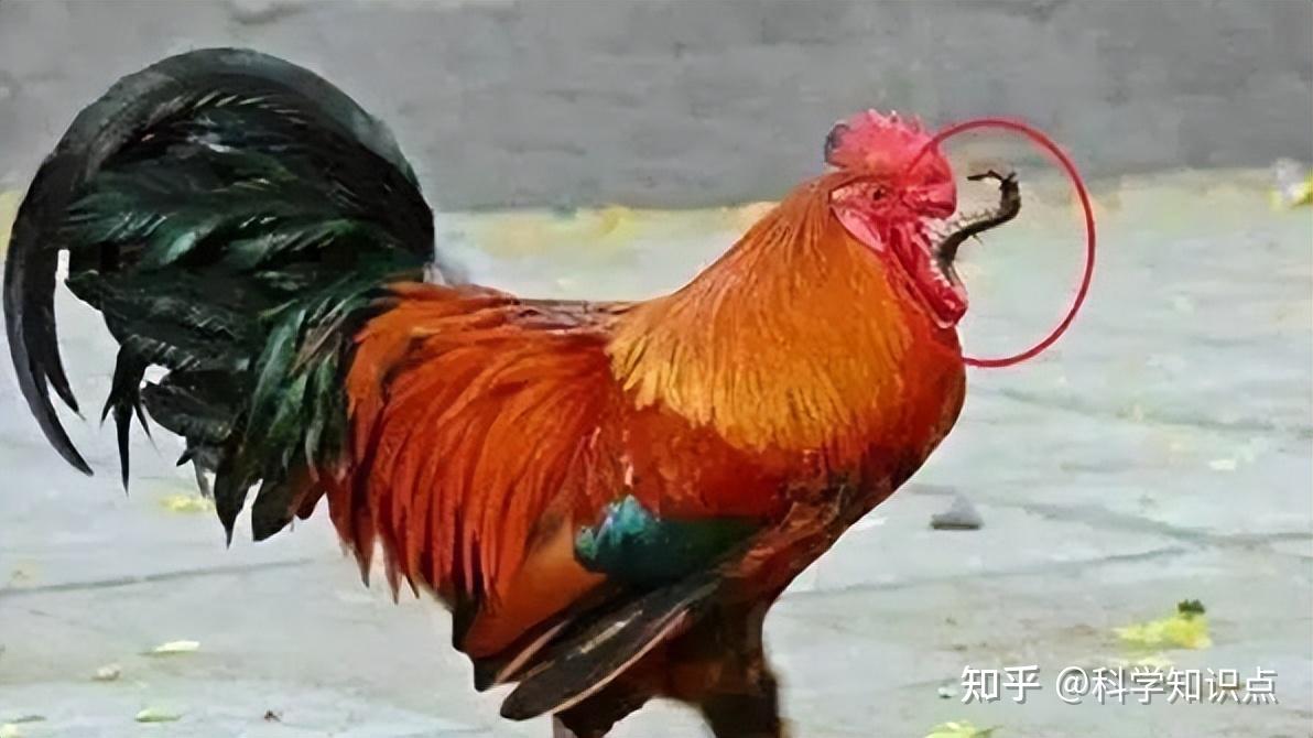在蜈蚣面前公鸡的段位有多高身为五毒之一竟毒不死公鸡
