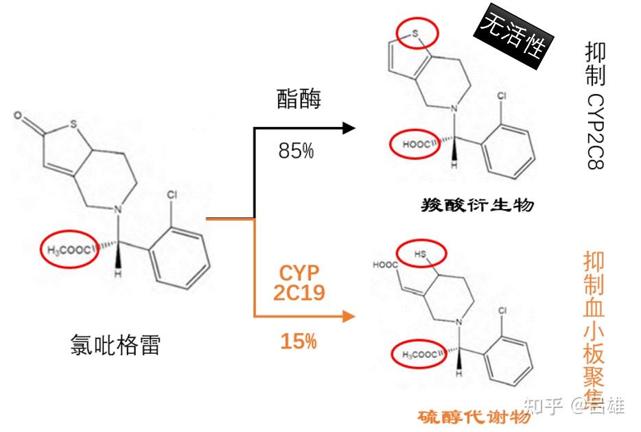 关于氯吡格雷你至少需要知道这5点