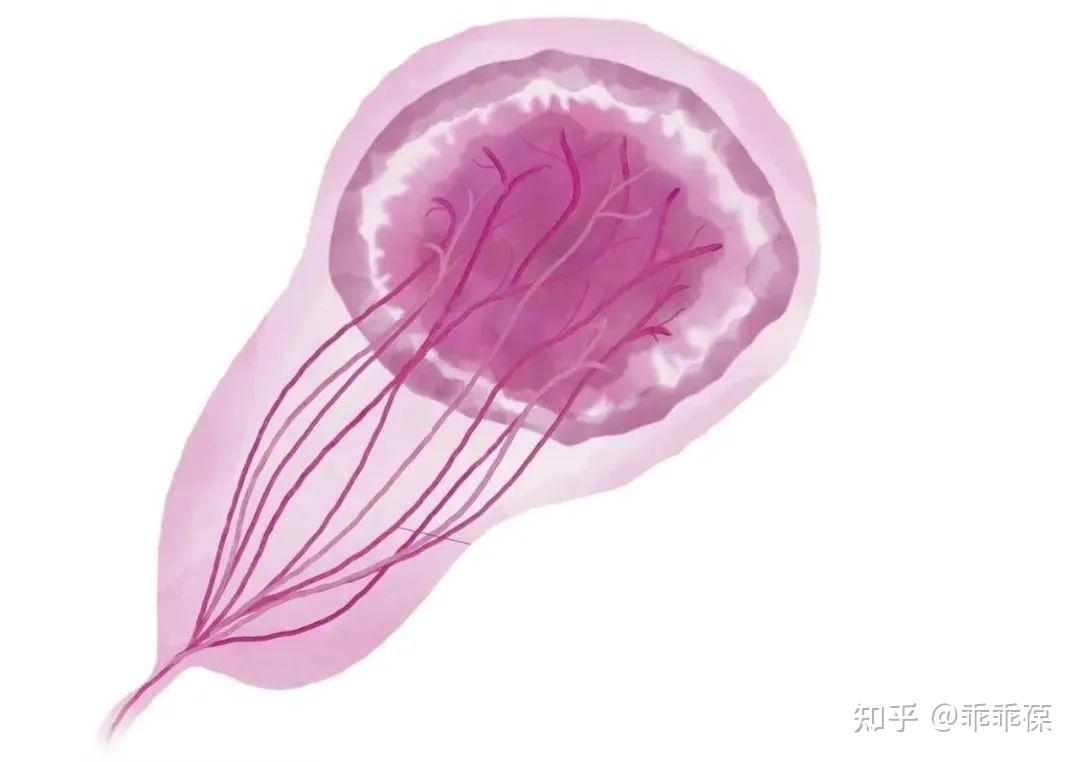 出现这三种胎盘形态,孕妈妈要格外注意! - 知乎