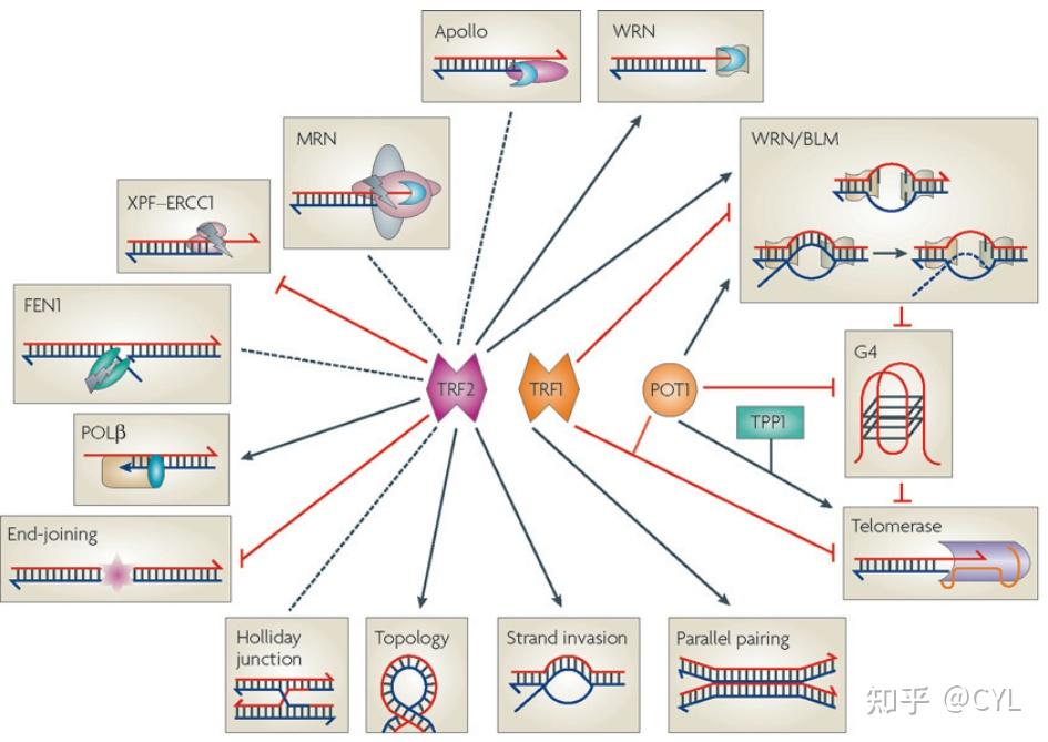 【文献翻译】How telomeres are replicated - 知乎