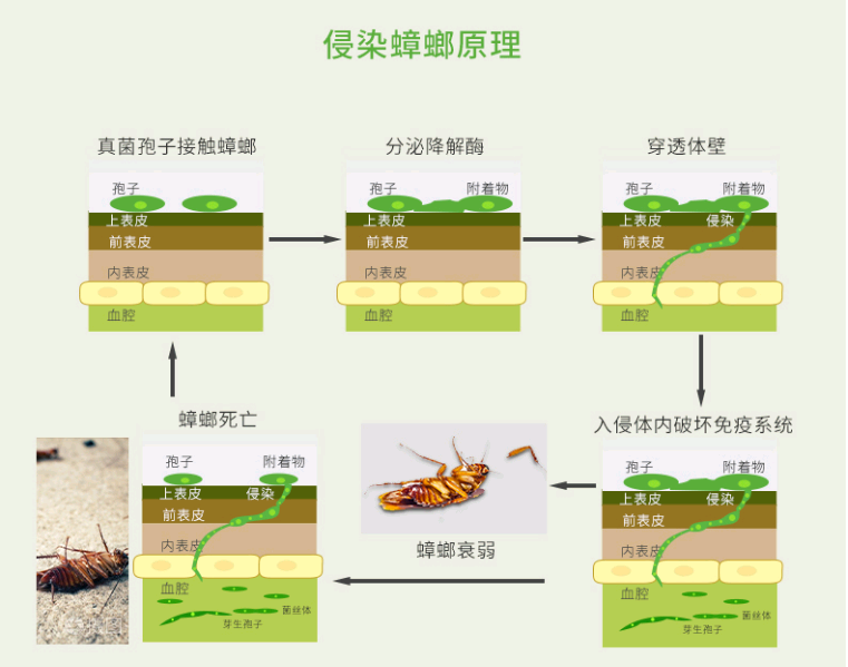 怎样才能永久消灭家里的蟑螂?