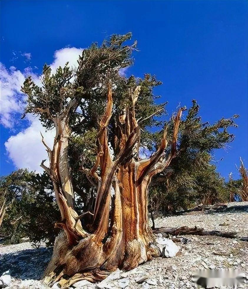 极其罕见科学家发现地球上现存最古老的树树龄估计5485年