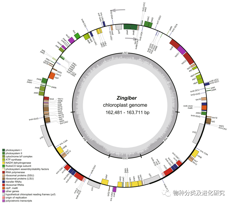 植物叶绿体基因组|完整的叶绿体基因组为姜属(姜科)的进化和系统发育提供了见解 - 知乎