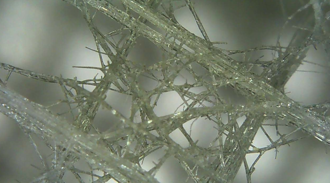 海洋爱情故事系列｜阿氏偕老同穴：青梅竹马，白头偕老，至死不渝 - 知乎