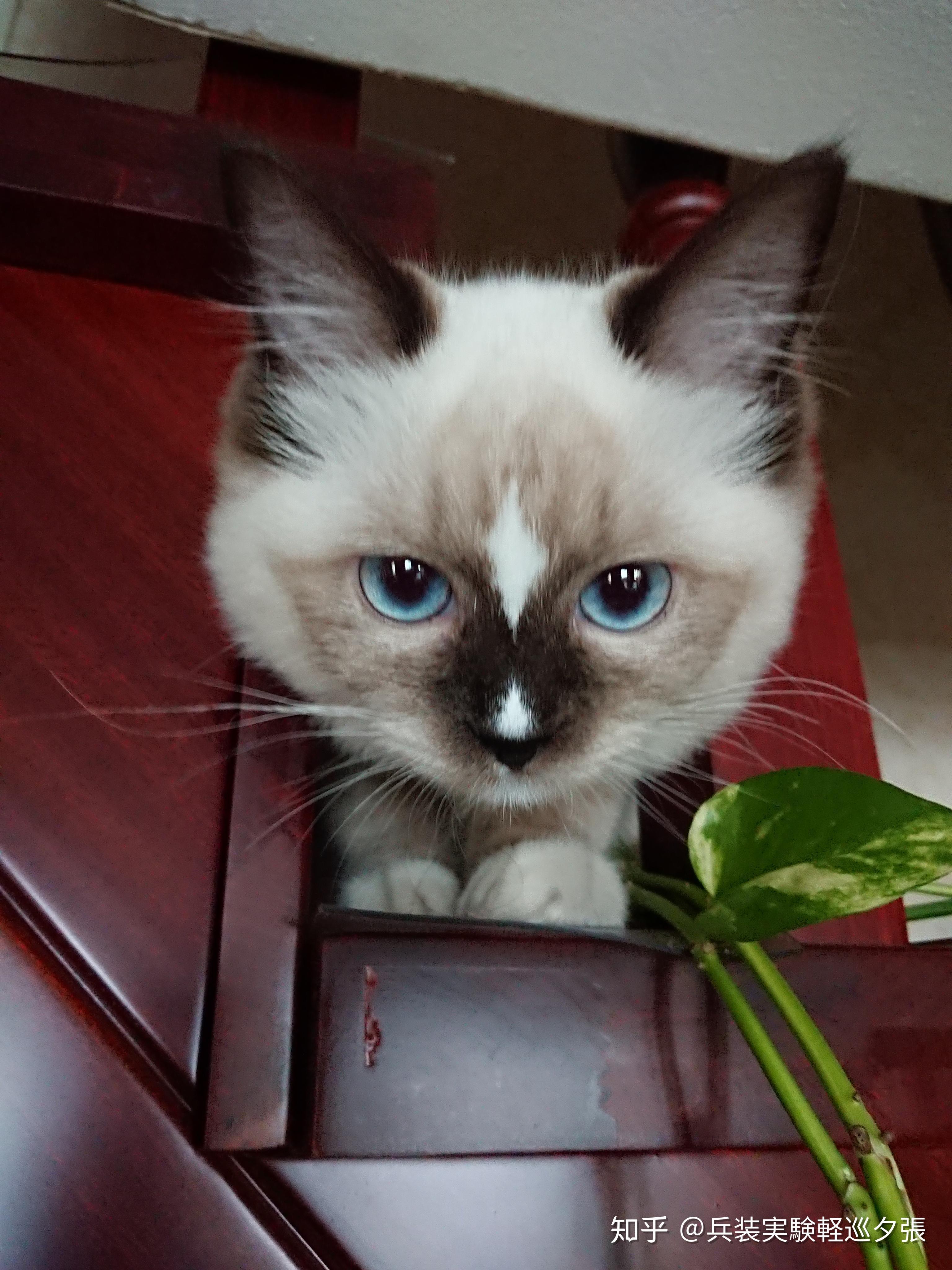 重点色布偶挖煤工黑脸到底有多可爱