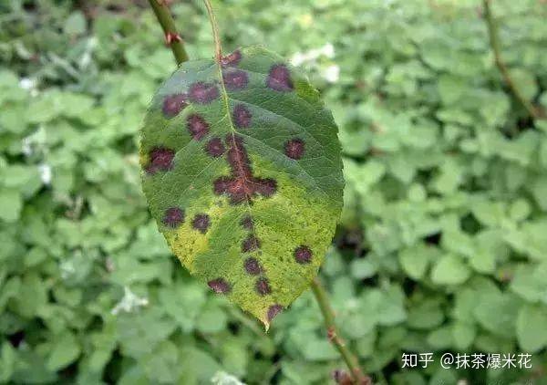 黑斑病植物图片