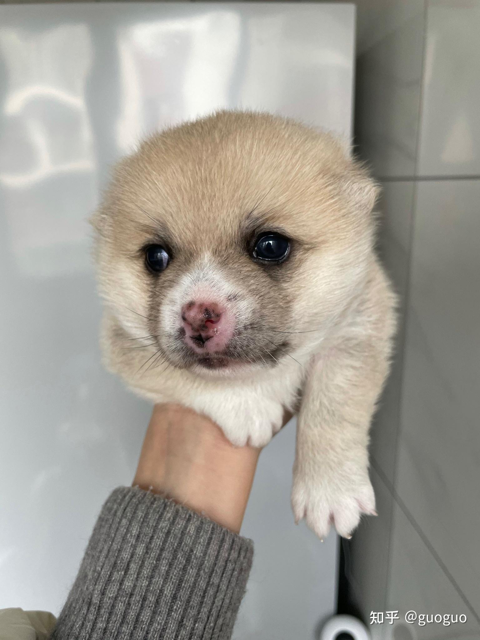 两只白博美生下了黄色狗宝宝