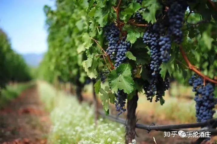 干货丨不懂单宁,还敢说自己了解葡萄酒?(上) - 知乎