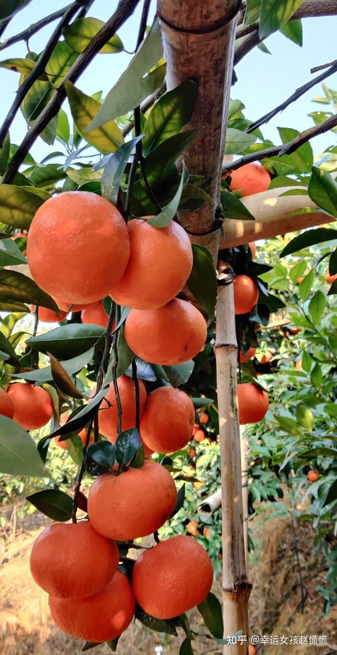 对于冬季好吃的沃柑你知道多少