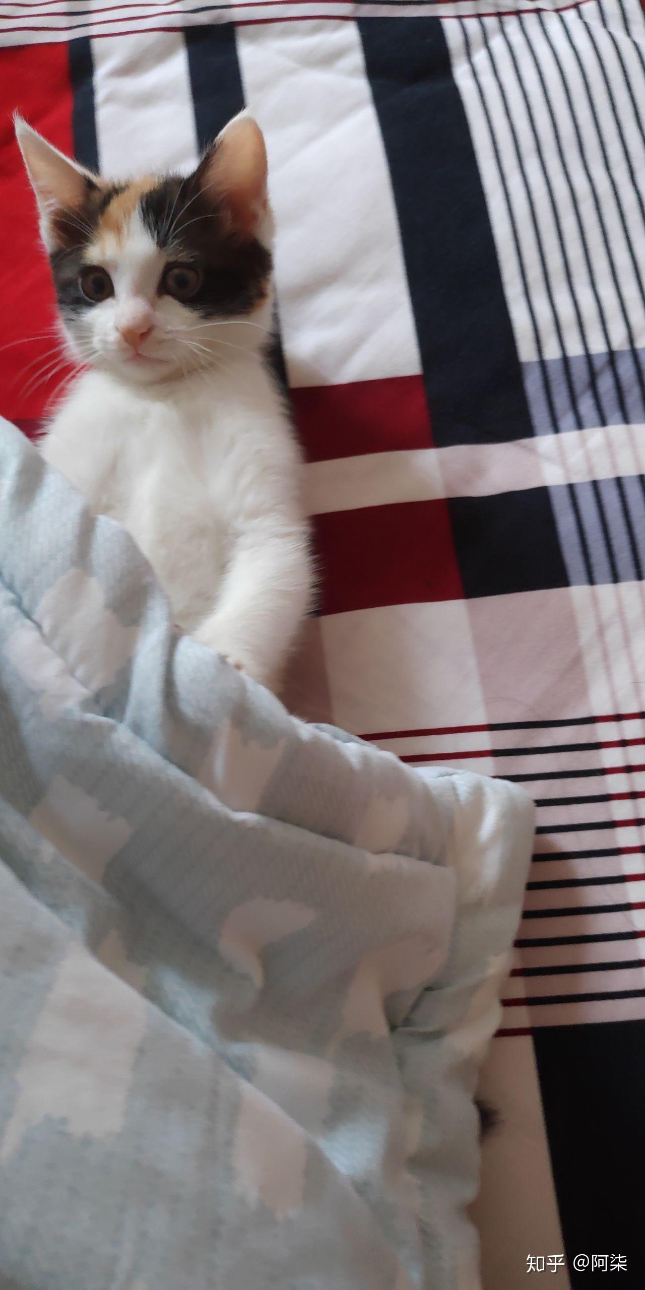 幼猫和成猫一天要吃多少猫粮?