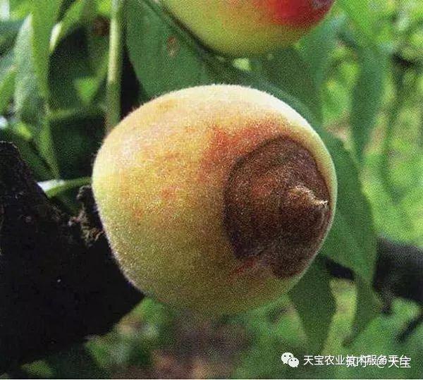 导致树体营养不良,树势偏弱,抗性降低,是轮纹病,腐烂病,干腐病等病害