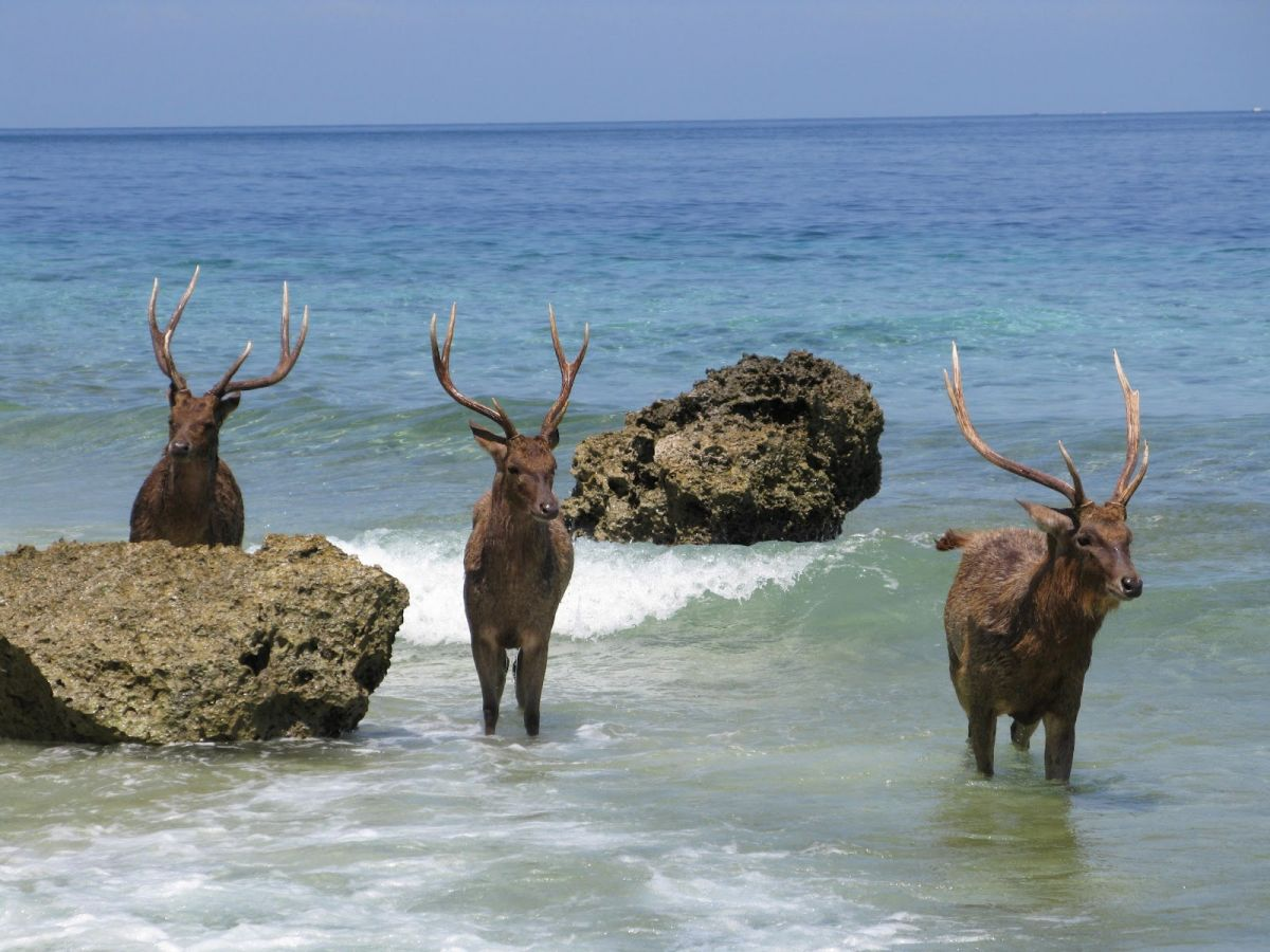 话说鬣鹿叫"海鹿"真不是凭空叫的乌鹿:raqha ruka(暗鹿)(守护神:魏渊)