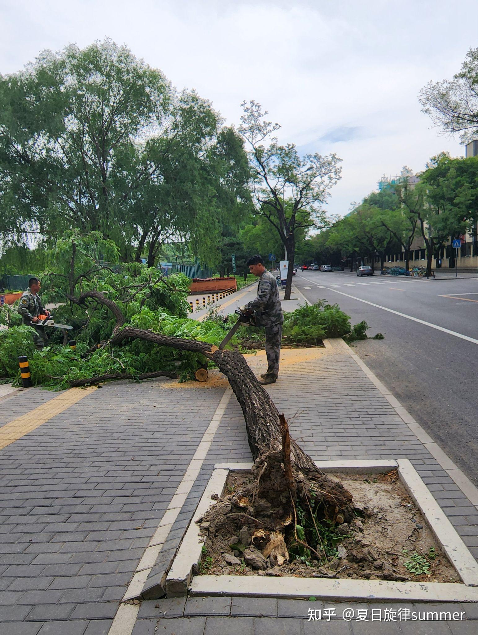 一场夜雨后树又倒下不少