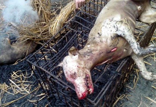 (用稻草烧狗,有点难受了吧?