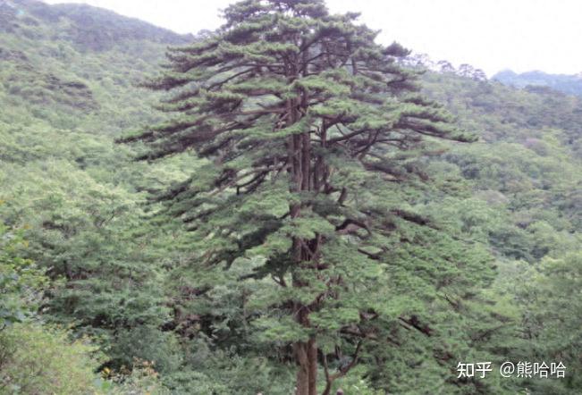 黄山著名松树有哪些 - 知乎