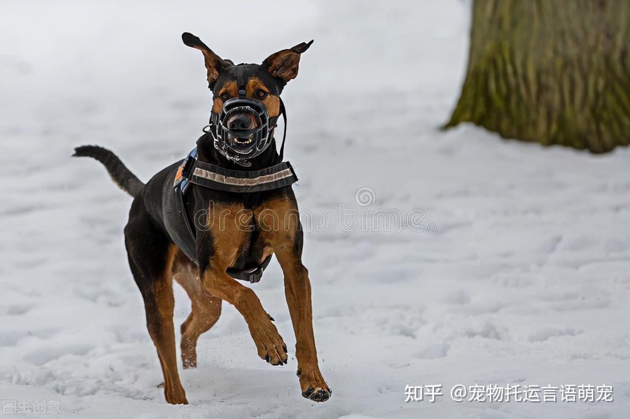 一隻德國杜賓犬從長沙到成都的案例分享