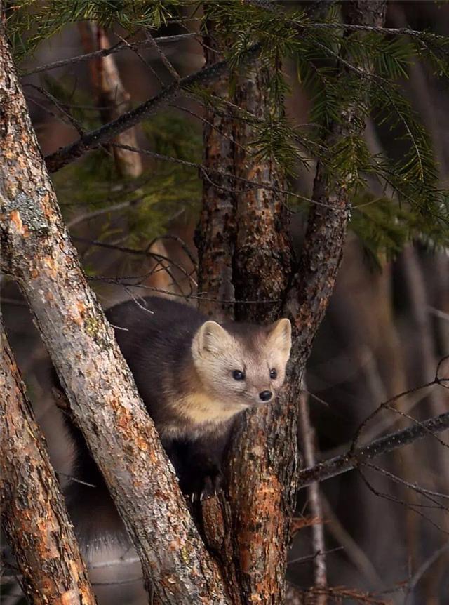 中朝边境现罕见紫貂妈妈带宝宝雪地里玩取名紫貂但毛色非紫色