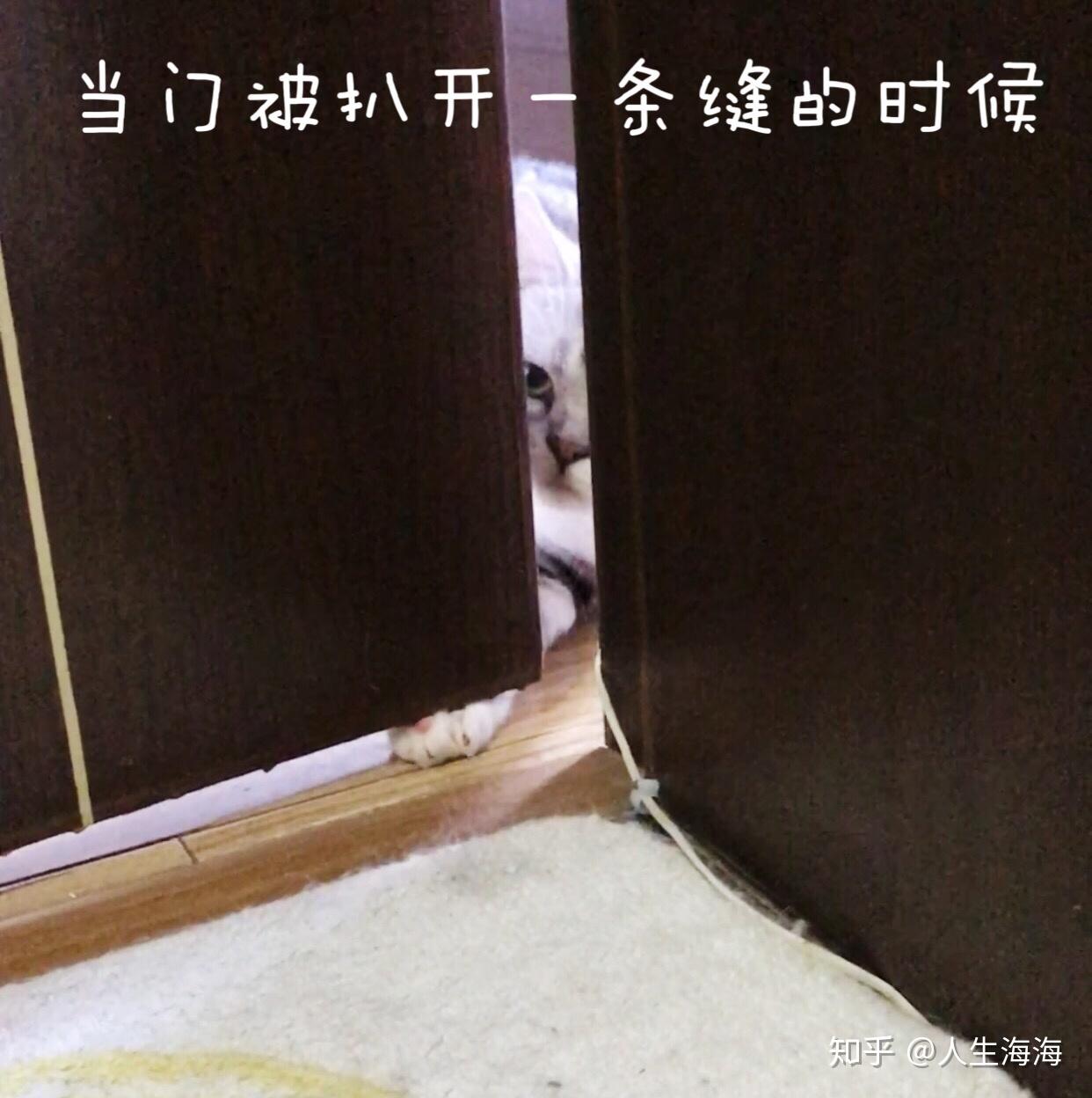 猫和狗的智力哪个高?