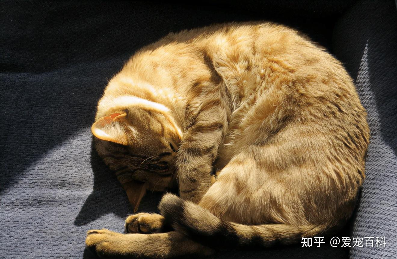 3,蜷缩着睡觉