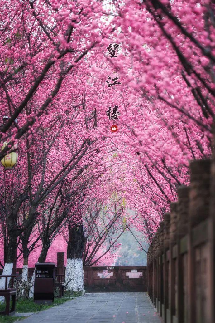 成都春季赏花图片