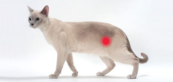 猫咪特发性膀胱炎的诊断及治疗- 知乎