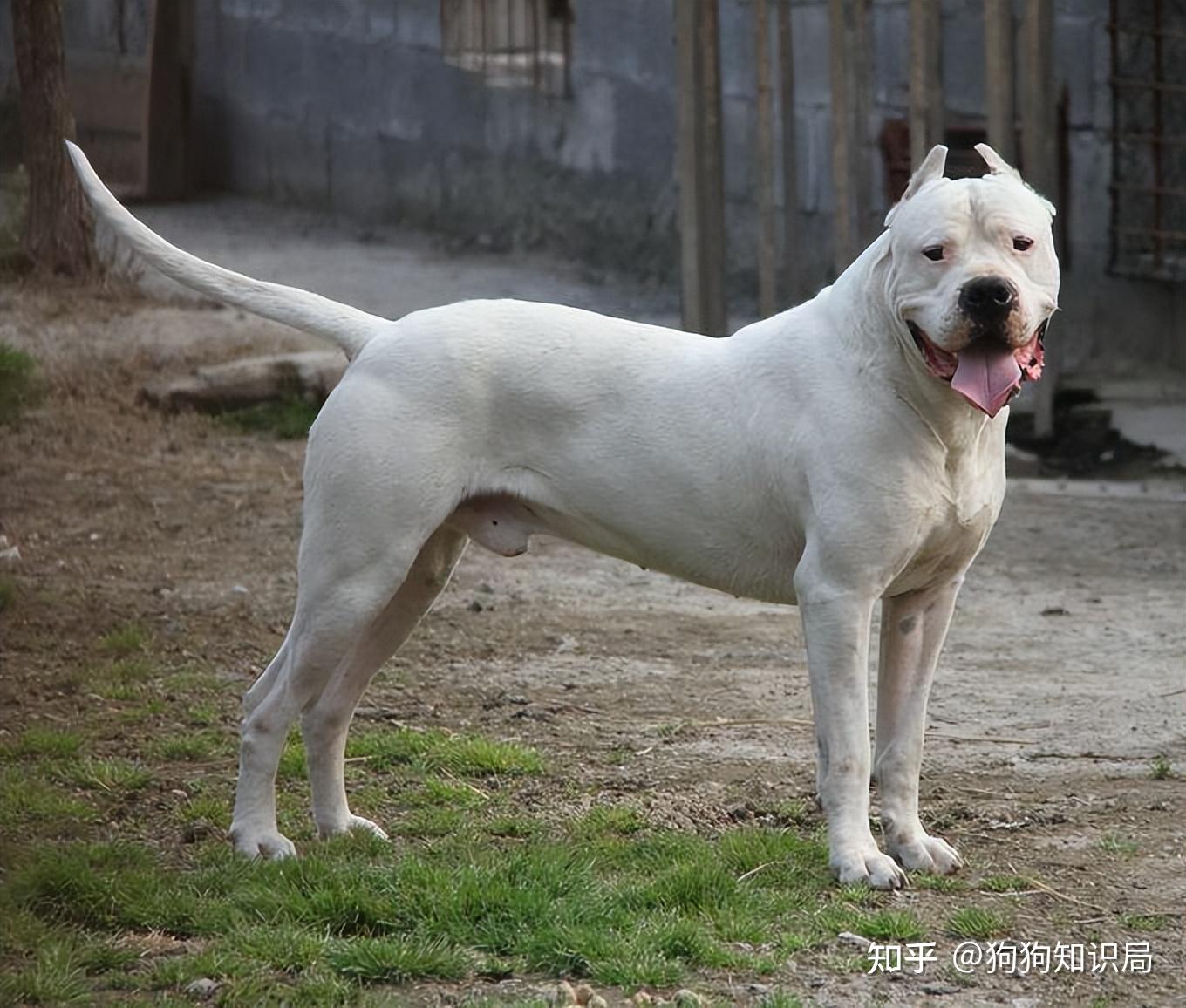 杜高犬肩高图片