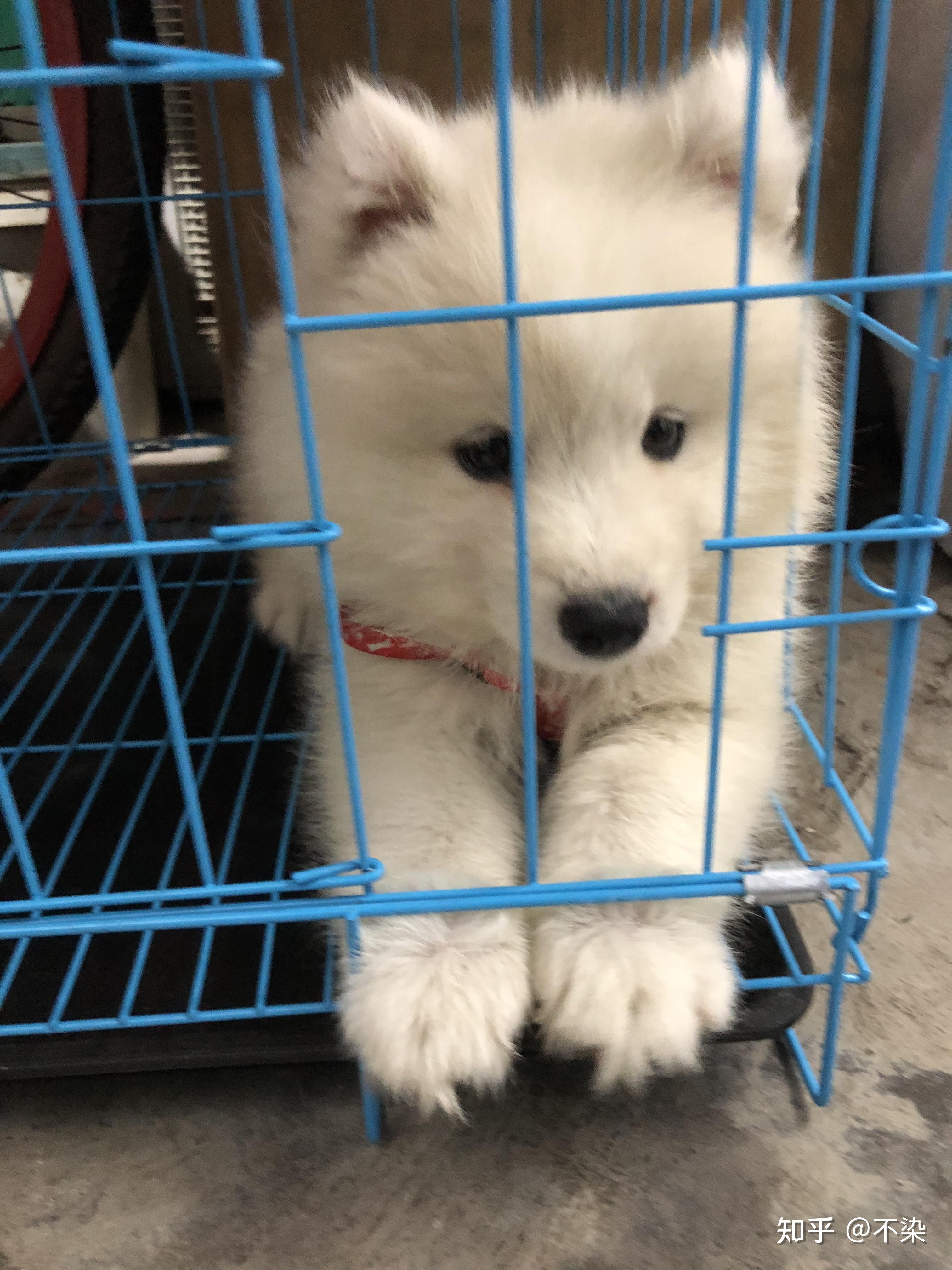 大家看看这是萨摩还是银狐还是串种