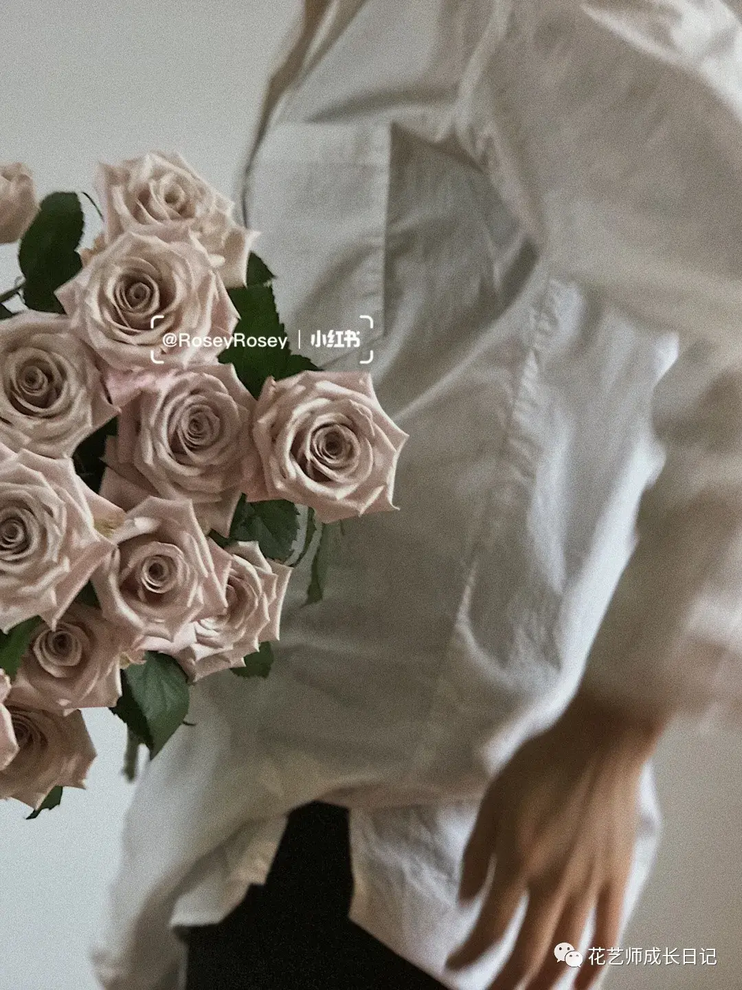 100朵玫瑰vol8进口玫瑰中的莫兰迪低饱和度的高级烟熏紫优雅知性