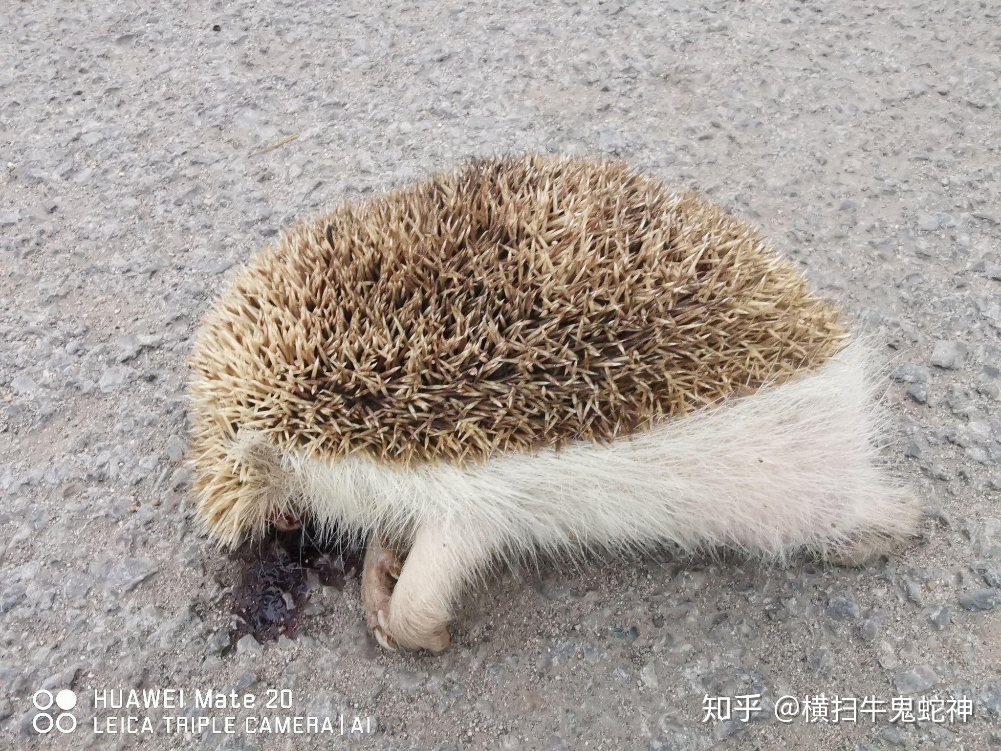 刺猬之死