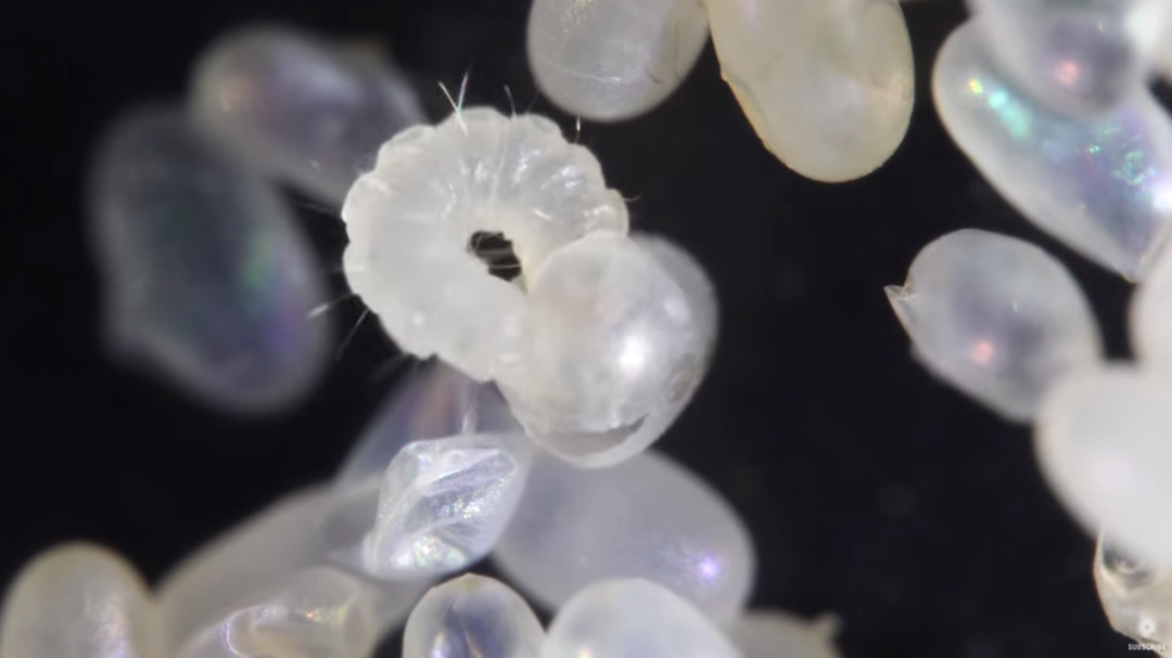 诺,下面这个白白的还有点好看的就是跳蚤的虫卵,以及一只正在破壳的