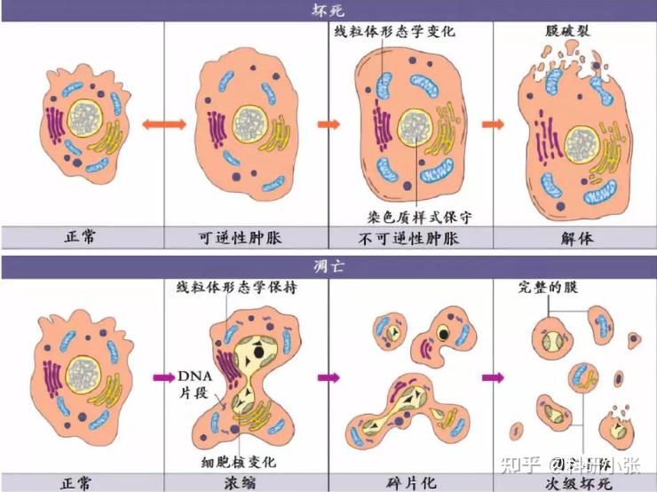 细胞实验--细胞凋亡周期 - 知乎