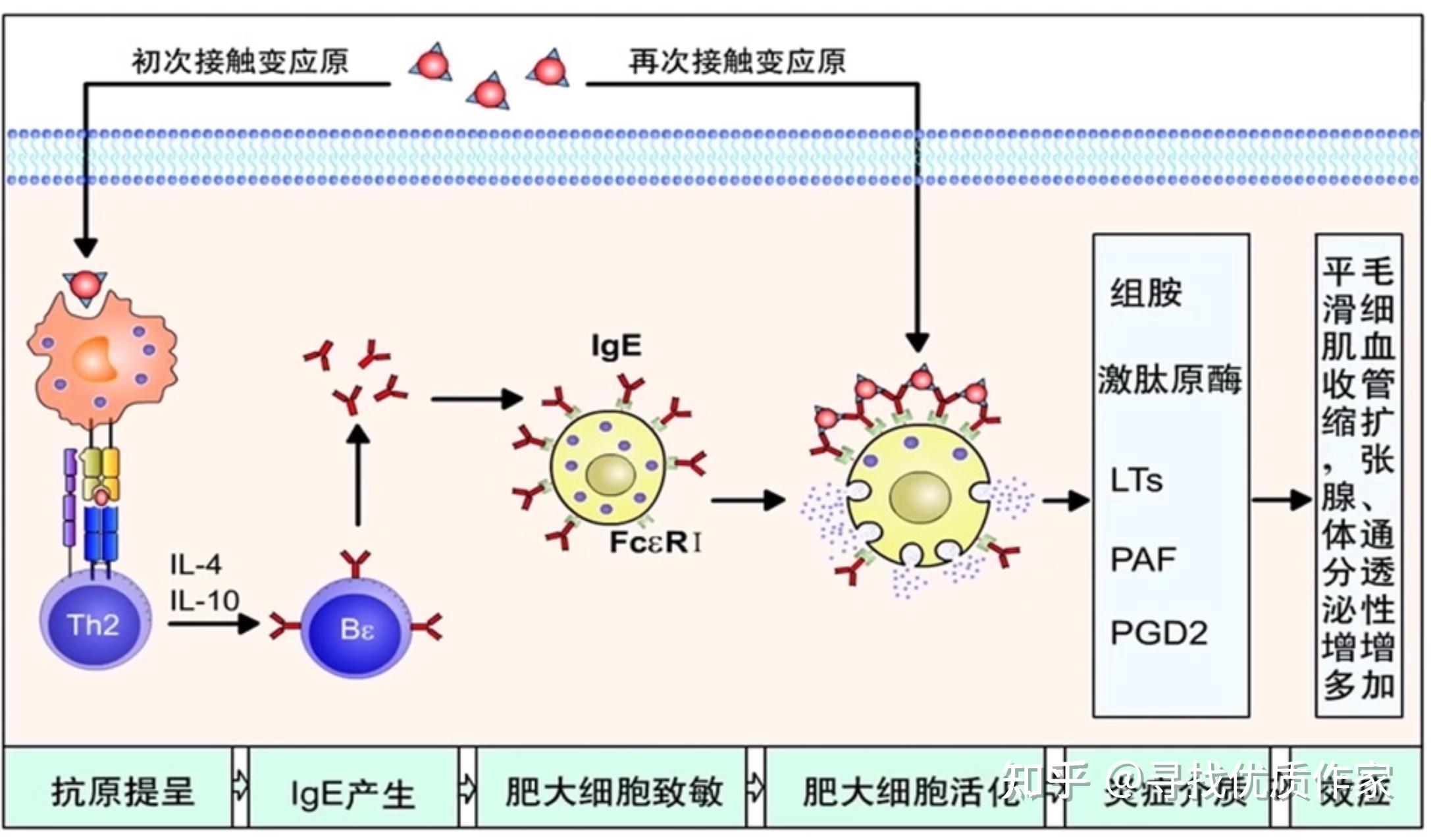 免疫学-I型超敏反应 - 知乎