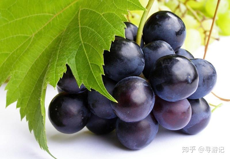 寻游记第一期1982icegrape1982冰葡萄烟油评测与分享